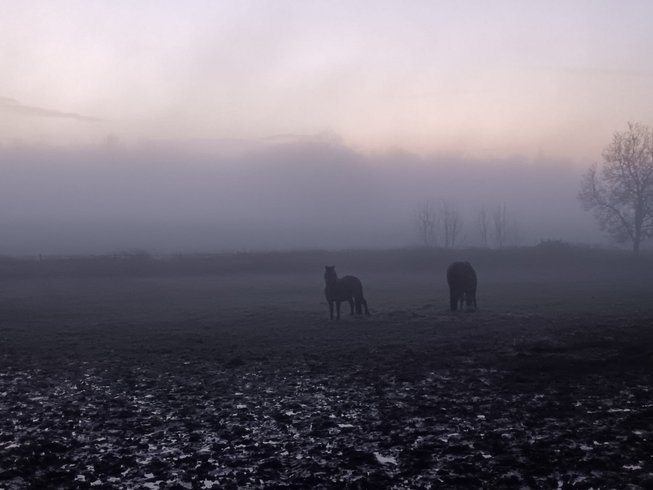 Double dôme Lama'Zonia : Dôme en Aquitaine (Nouvelle Aquitaine) – photo 10 sur 17