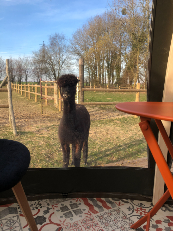 La nuit des Alpagas – photo 7 sur 18