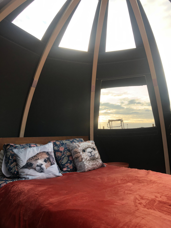 La nuit des Alpagas – photo 8 sur 18