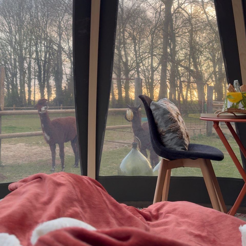 La nuit des Alpagas – photo 11 sur 18