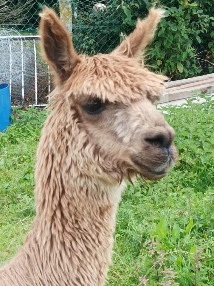 La nuit des Alpagas – photo 15 sur 18