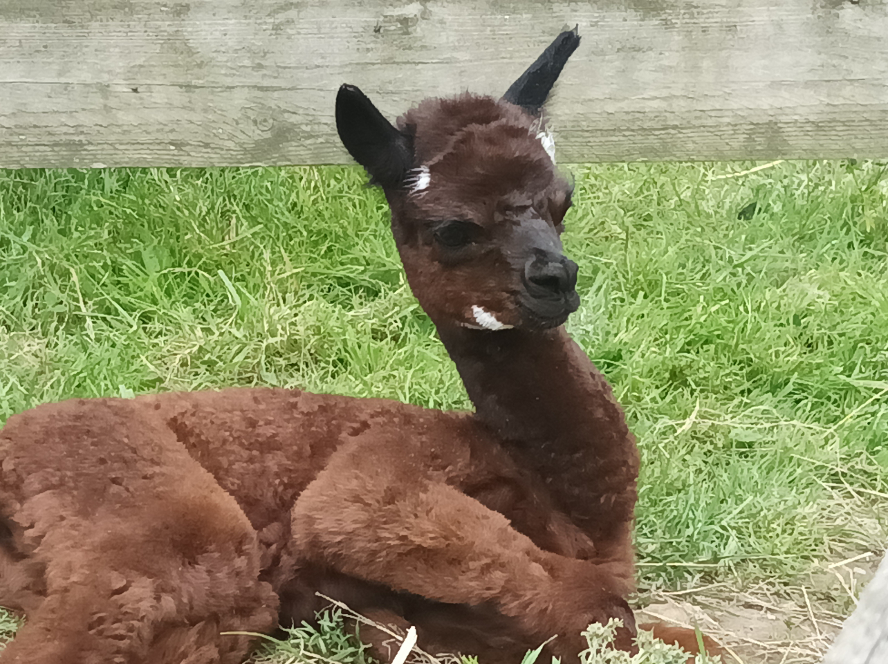 La nuit des Alpagas – photo 17 sur 18