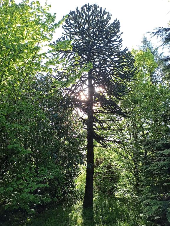 La Parenthèse Insolite - Bulle avec bain nordique en Normandie – photo 7 sur 10