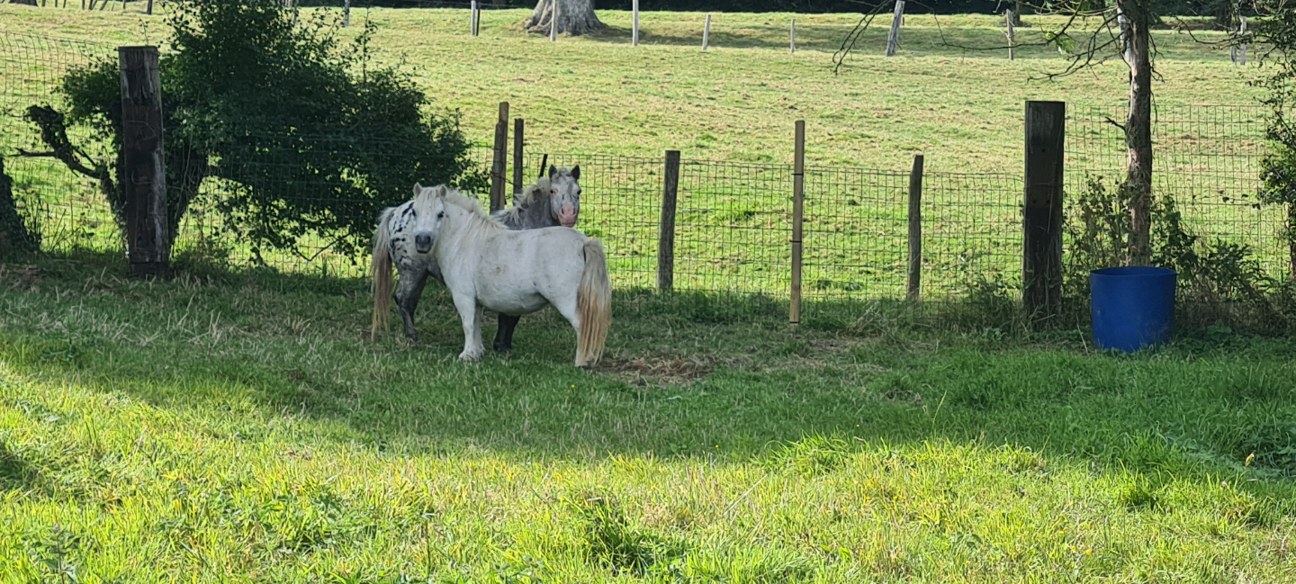 Chambre bulle sous les étoiles à Ames