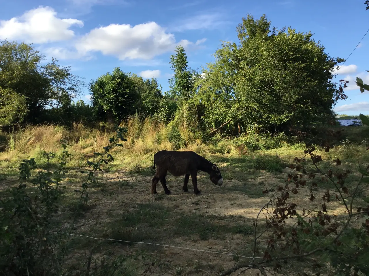 Le dôme de l'étang - Dôme en bois au bord d'un étang (Saint-Pardoux-Soutiers, Deux-Sèvres) - photo 9 sur 11