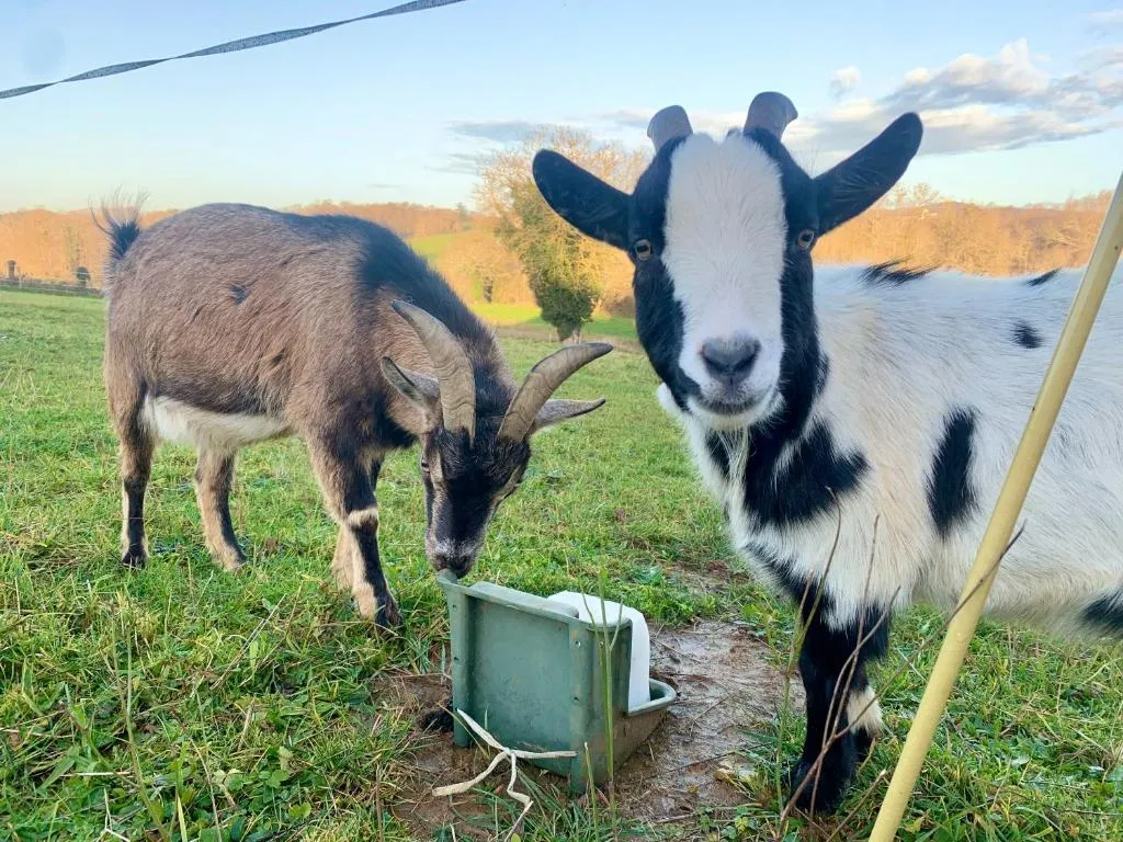 Le Do-dôme du Ranch du Bonheur - Dôme à la ferme équestre (Tourtouse, Ariège) - photo 12 sur 19