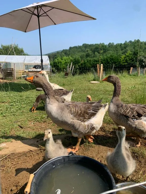 Le Do-dôme du Ranch du Bonheur - Dôme à la ferme équestre (Tourtouse, Ariège) - photo 16 sur 19