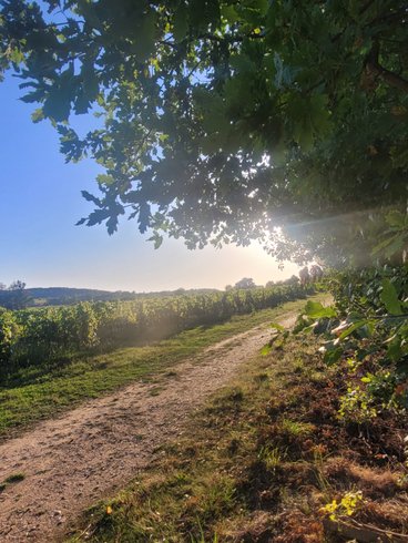 Chambre dôme sous les étoiles à Mouliets-Et-Villemartin