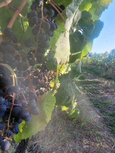 Le Dôme romantique du lac de la Cadie & Spa : Dôme en Aquitaine (Nouvelle Aquitaine) – photo 23 sur 30