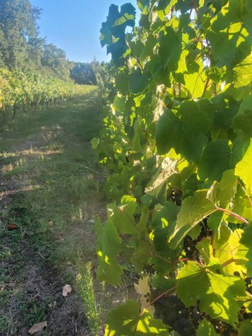 Le Dôme romantique du lac de la Cadie & Spa : Dôme en Aquitaine (Nouvelle Aquitaine) – photo 25 sur 30