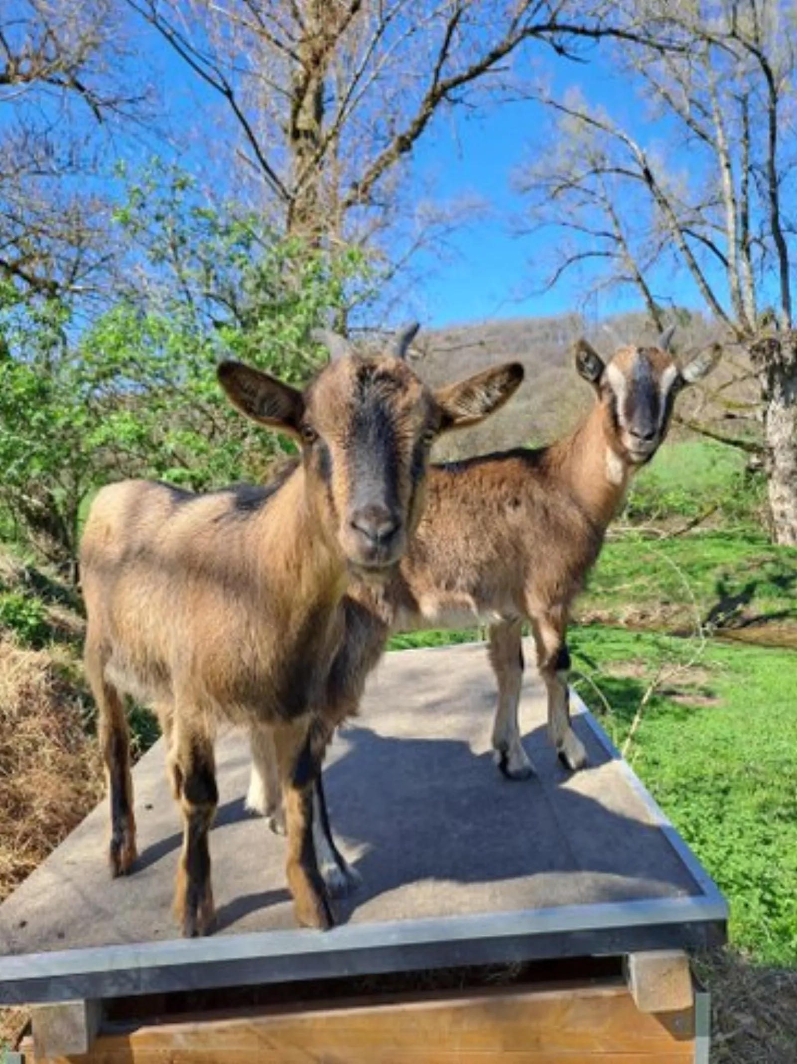 L'Ephémère & Spa : Dôme en Midi-Pyrénées (Occitanie) - photo 15 sur 40