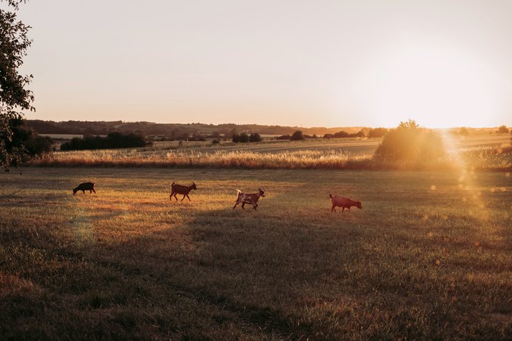 Dôme aux oiseaux : Dôme en Lorraine (Grand Est) – photo 8 sur 32