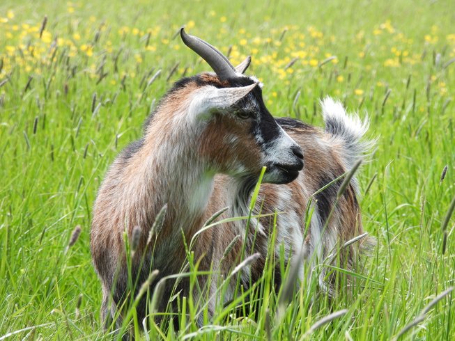 Dôme aux oiseaux : Dôme en Lorraine (Grand Est) – photo 9 sur 32
