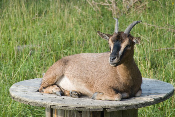 Dôme aux oiseaux : Dôme en Lorraine (Grand Est) – photo 18 sur 32