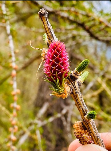 Dôme les 3 Flocons : Dôme en Provence-Alpes-Côte d'Azur – photo 29 sur 44
