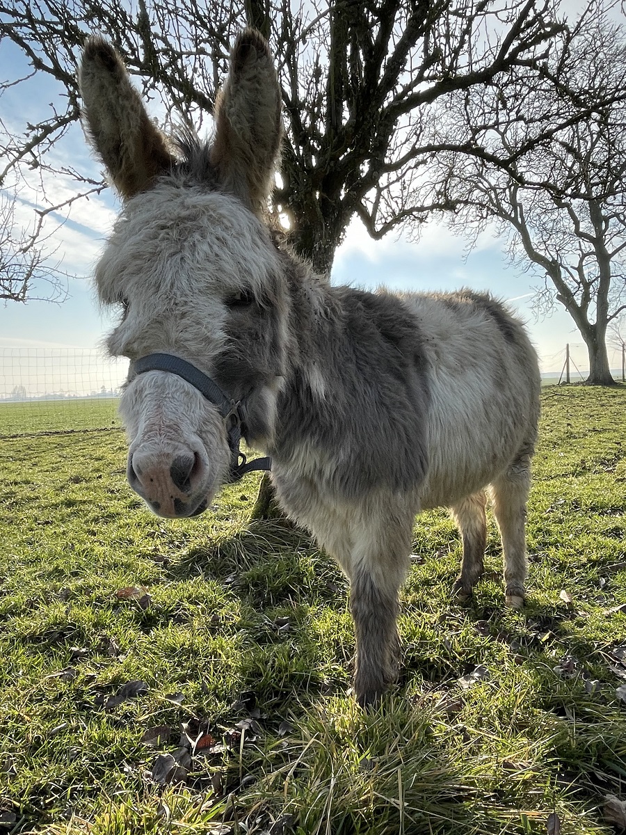 dôme insolite Loir-et-Cher – photo 5