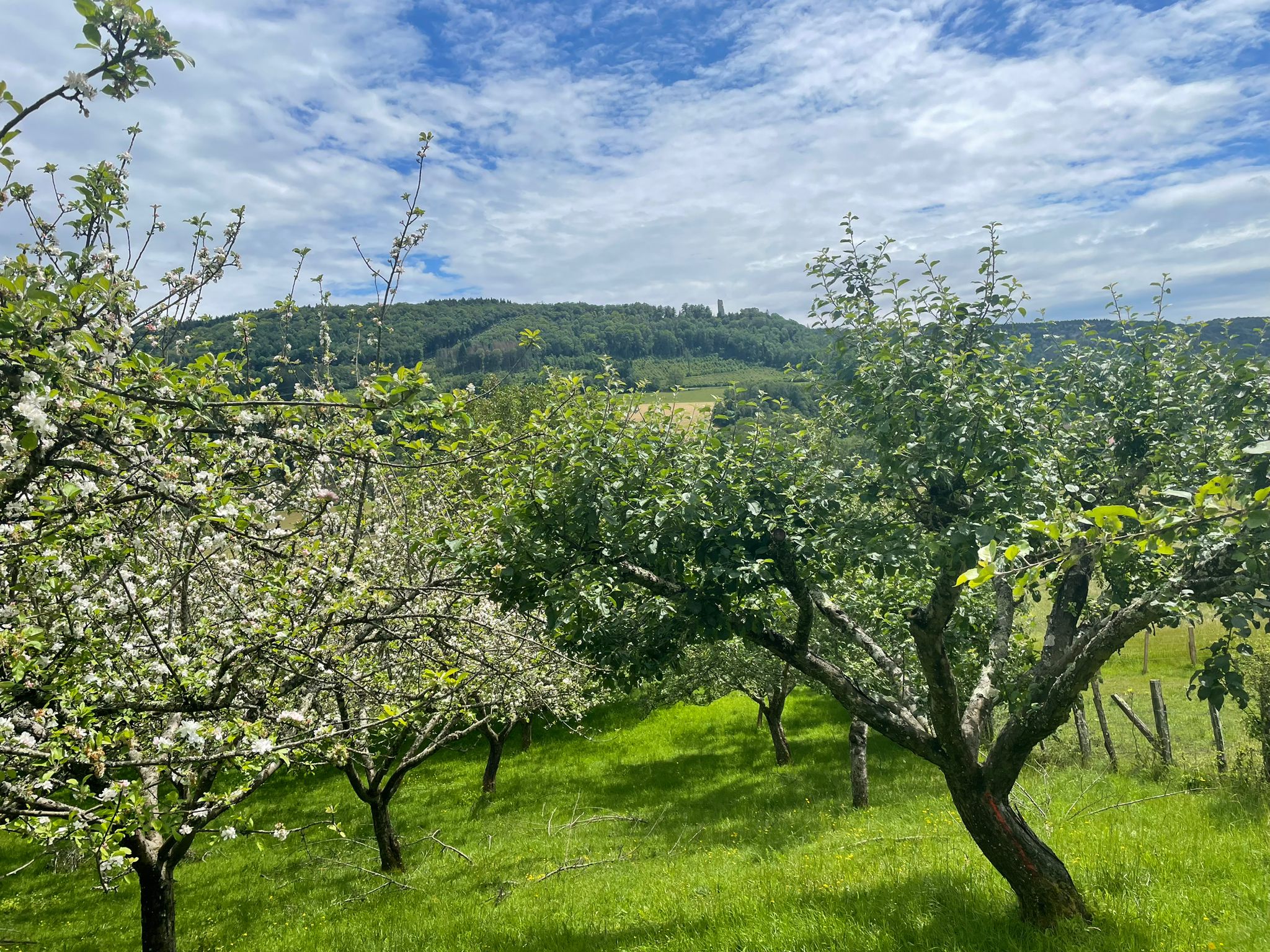 Les Toiles du Verger – cadre naturel Doubs