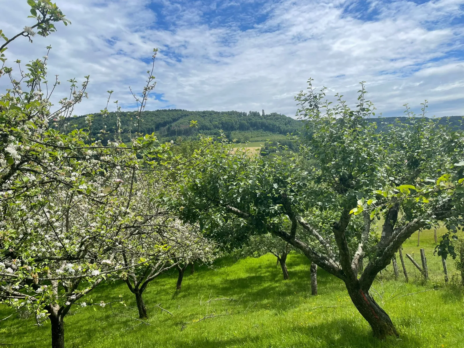 Les Toiles du Verger - cadre naturel Doubs