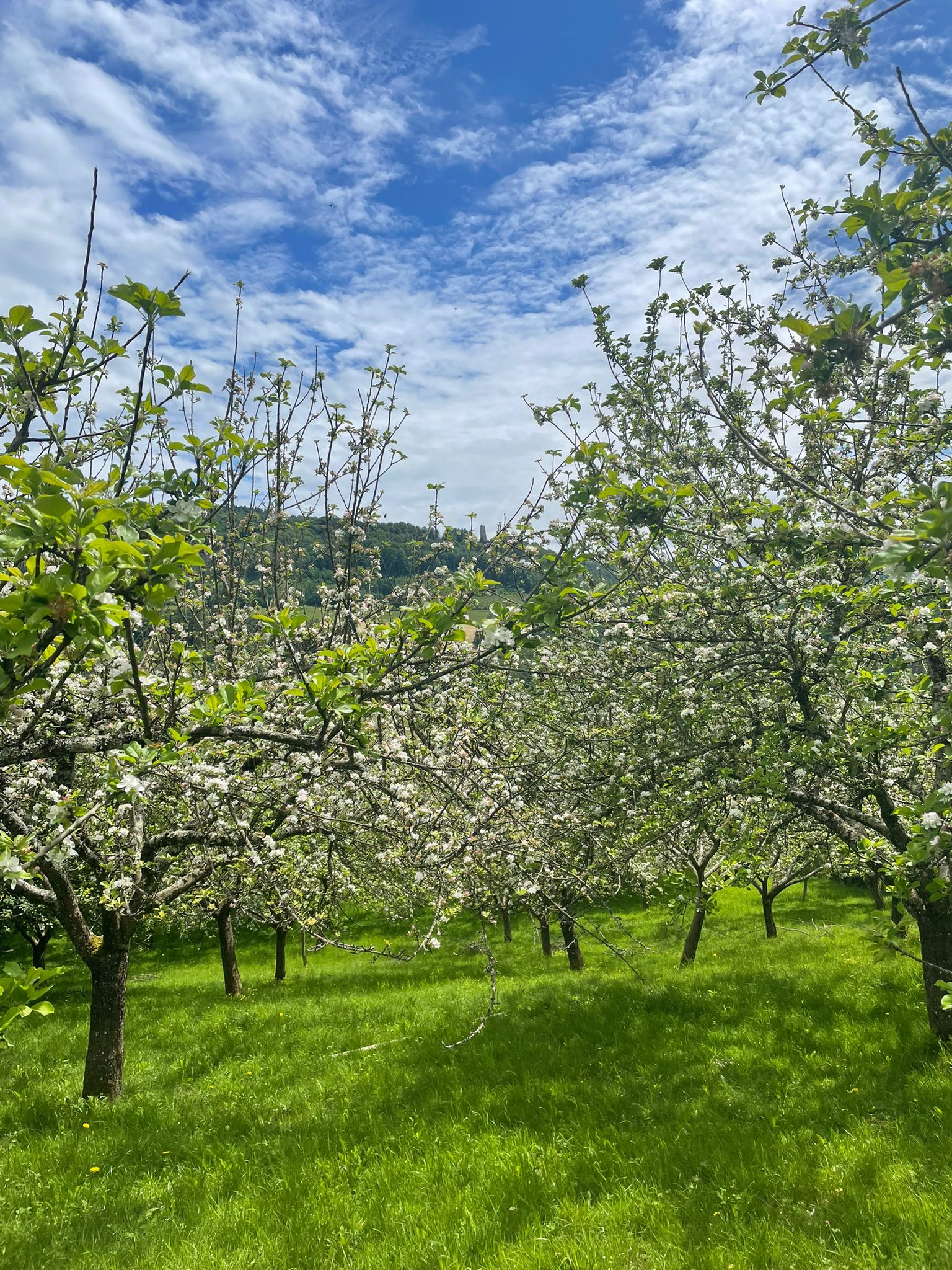 Chambre bulle sous les étoiles à Scey-Maisières
