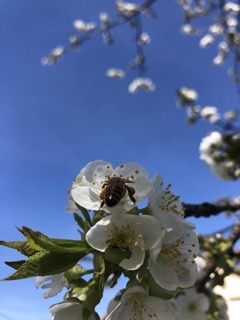 Les Toiles du Verger – photo 8 sur 19