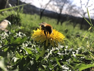 Les Toiles du Verger – photo 10 sur 19