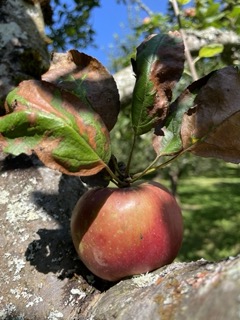 Les Toiles du Verger – photo 12 sur 19