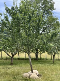 Les Toiles du Verger – photo 13 sur 19