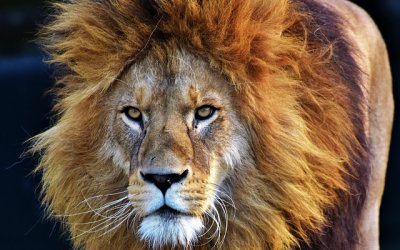 Le dôme de l'étoile du Béarn et son spa privatif : Dôme en Aquitaine (Nouvelle Aquitaine) – photo 14 sur 104