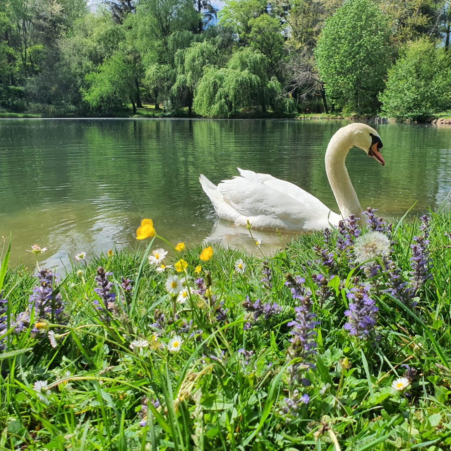 Chambre bulle sous les étoiles à Saint-Saud-Lacoussière