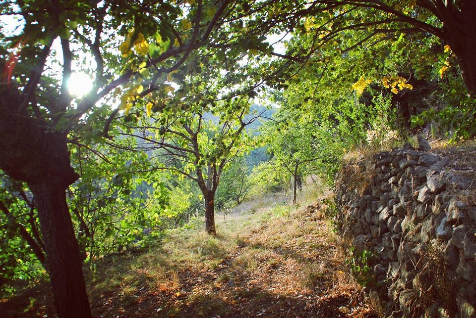 Mas de troupelas – photo 6 sur 11