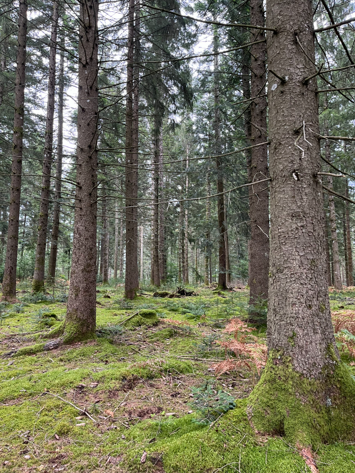 Nuit insolite dans un dôme en bois – photo 19 sur 22