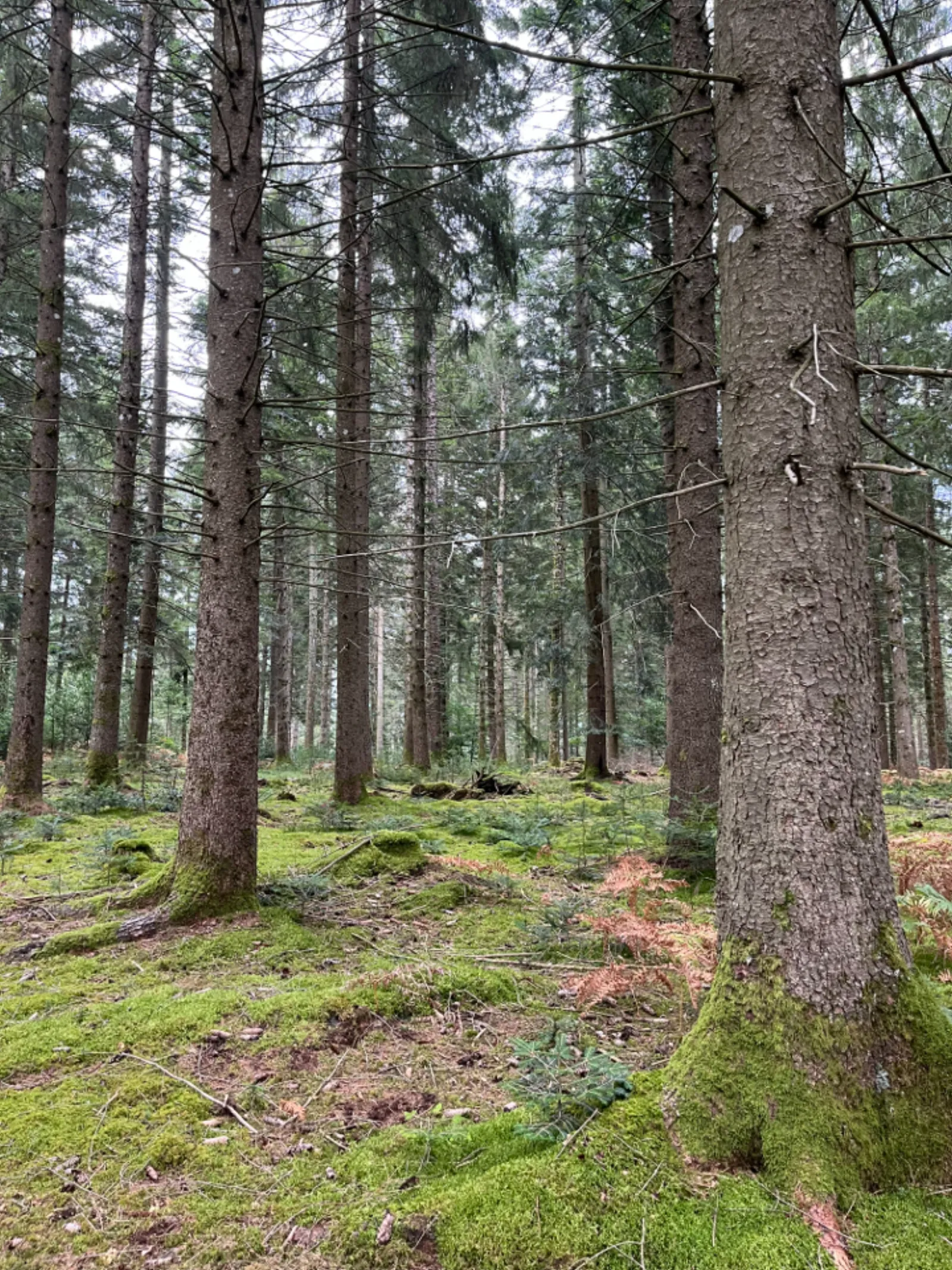 Nuit insolite dans un dôme en bois - photo 19 sur 22