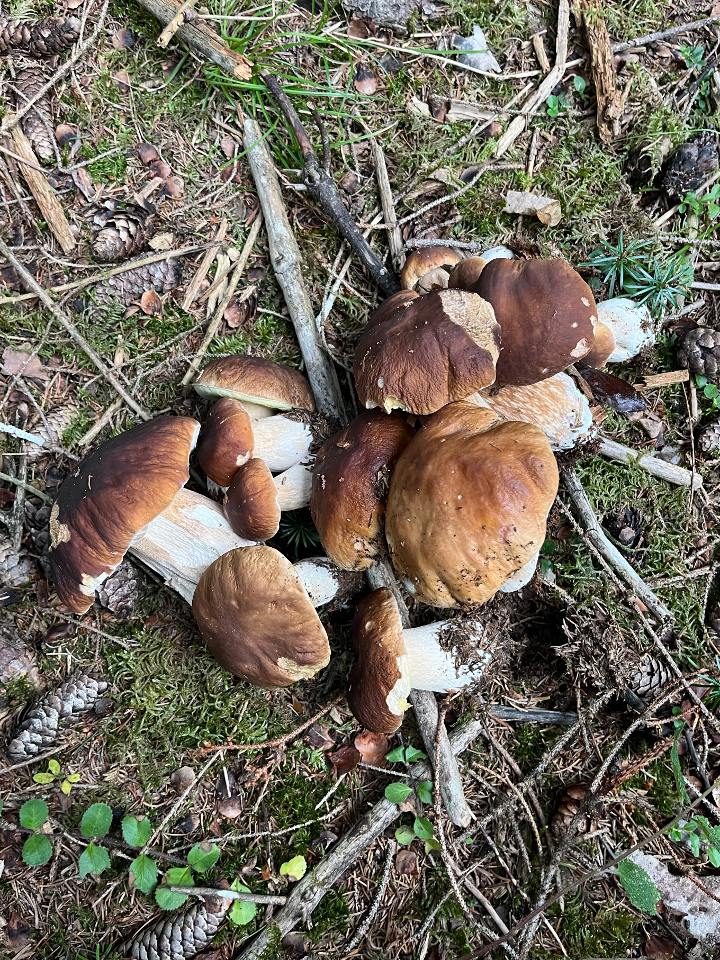 Nuit insolite dans un dôme en bois – photo 20 sur 22