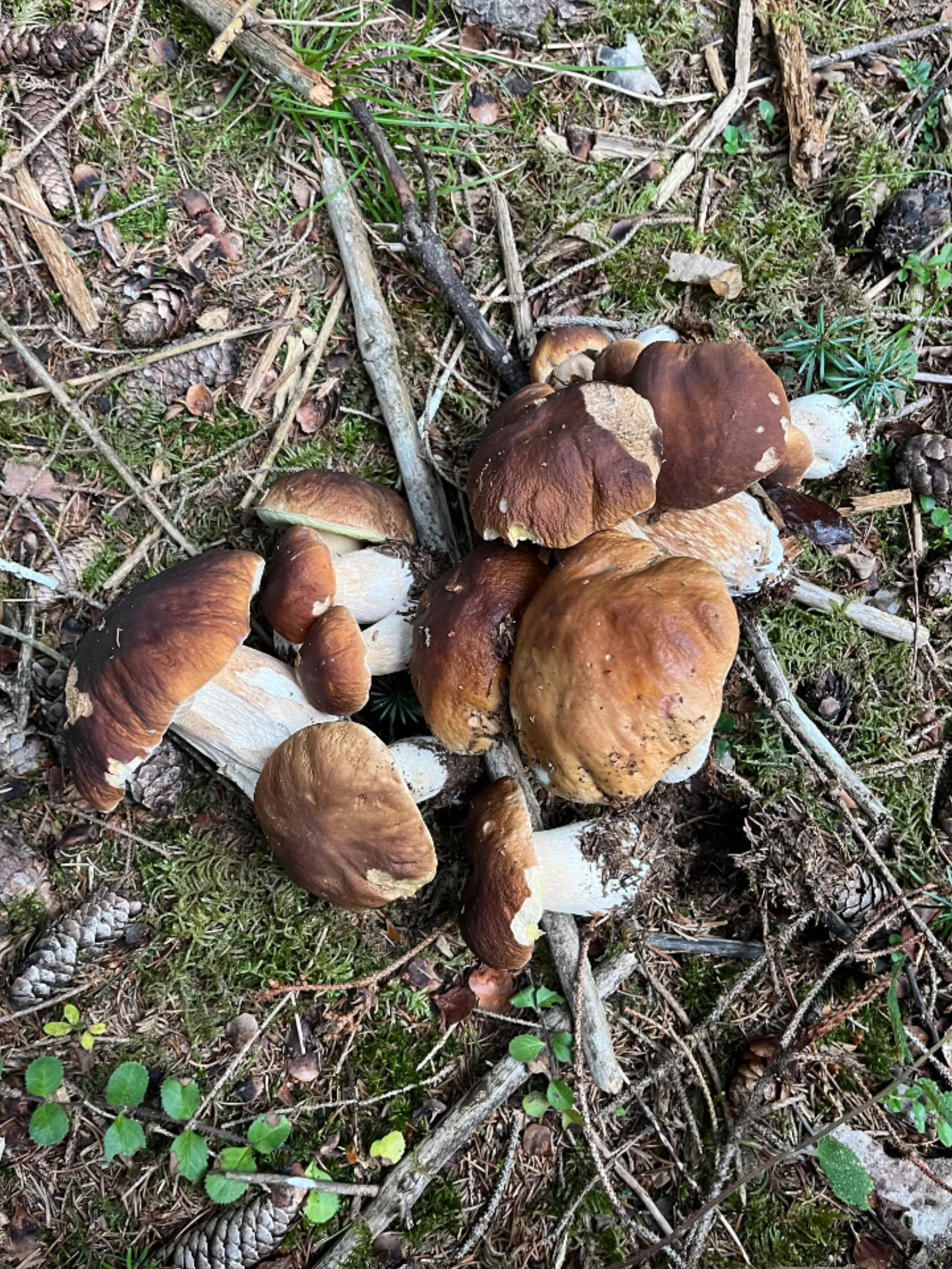 Nuit insolite dans un dôme en bois - photo 20 sur 22