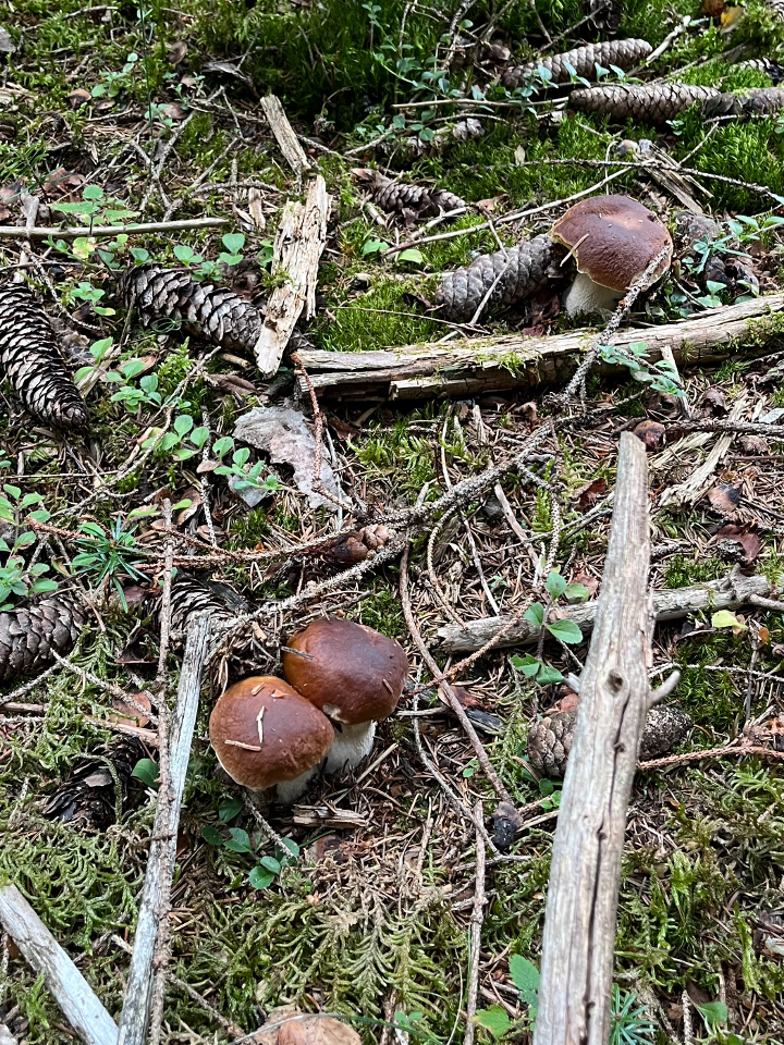 Nuit insolite dans un dôme en bois – photo 21 sur 22