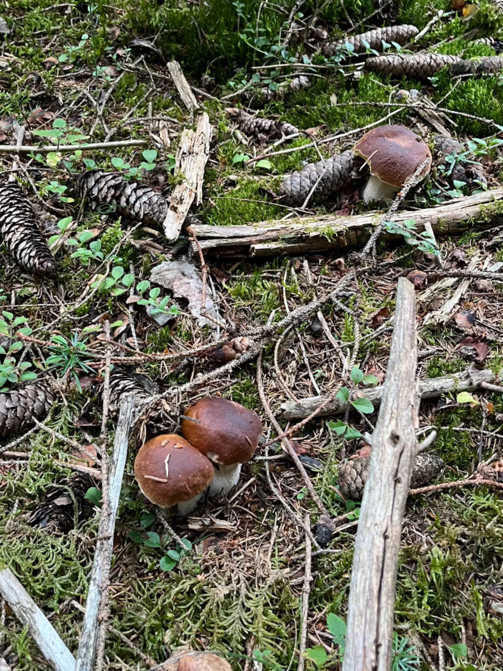 Nuit insolite dans un dôme en bois - photo 21 sur 22