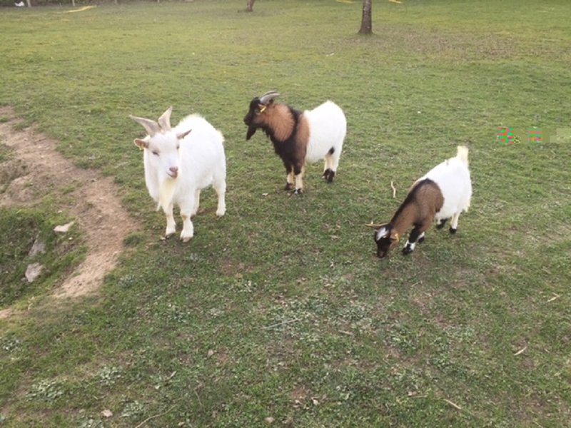 La bulle des 2 arbres de la sagesse & Spa : Bulle en Centre (Centre-Val de Loire) – photo 22 sur 23