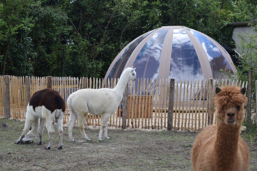 bulle insolite Maine-et-Loire – photo 5