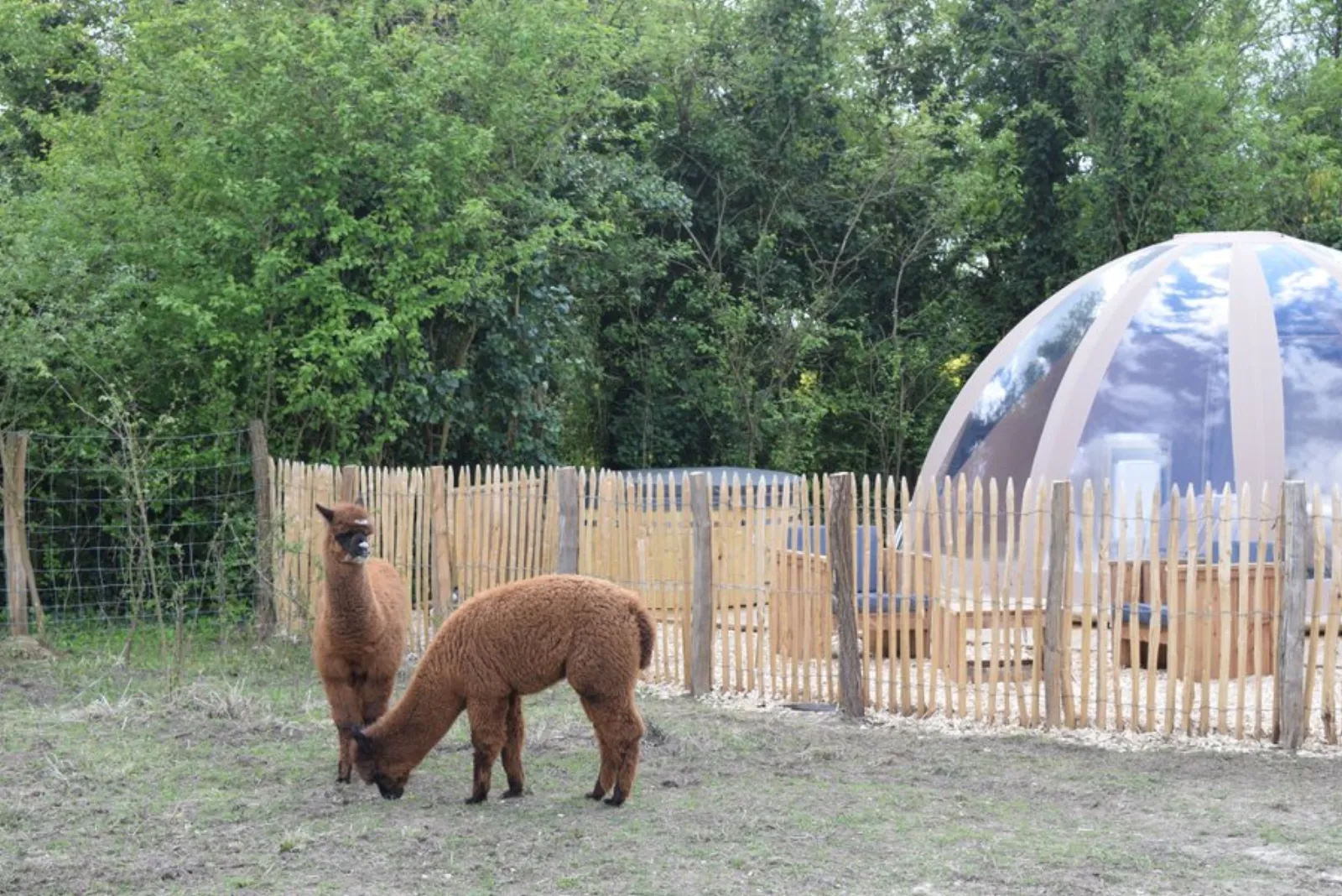 Bulle de nature famille & Spa : Bulle en Pays de la Loire - photo 6 sur 13