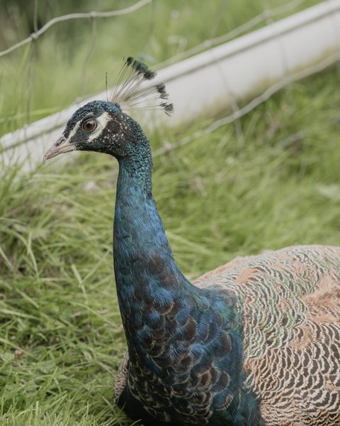 Bulle flottante : Bulle en Bretagne – photo 9 sur 17