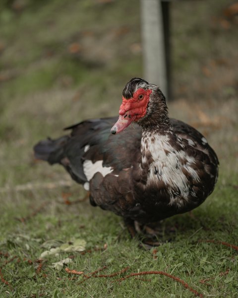 Bulle flottante : Bulle en Bretagne – photo 10 sur 17