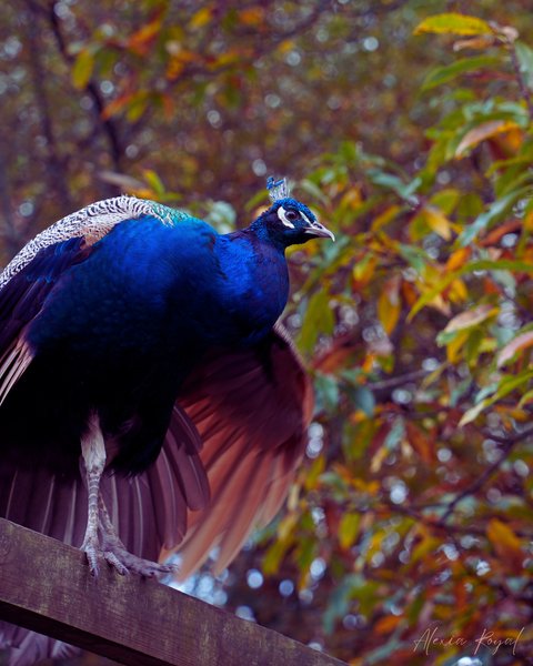 Bulle flottante : Bulle en Bretagne – photo 11 sur 17