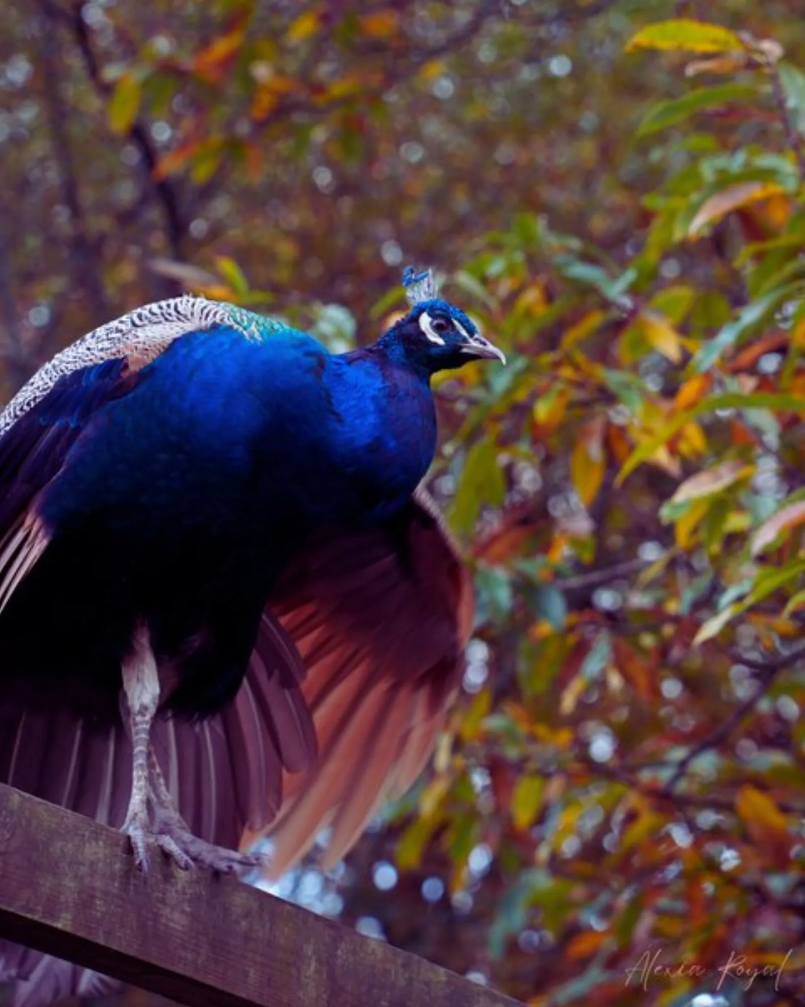 Bulle flottante : Bulle en Bretagne - photo 11 sur 17