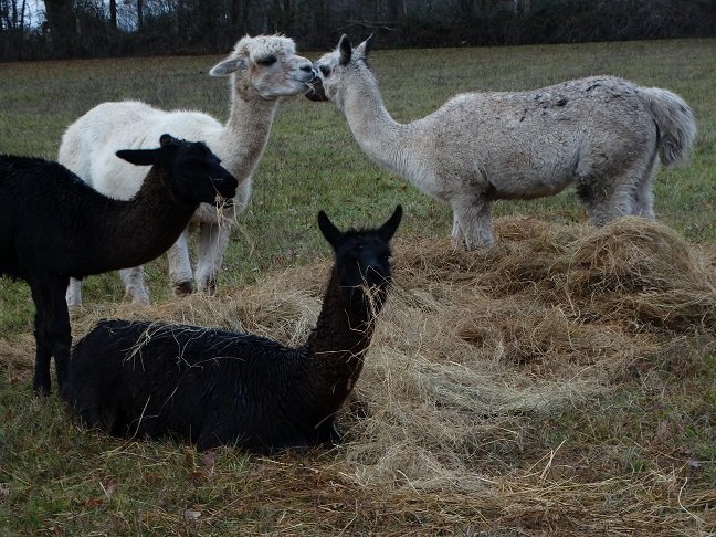 La Bulle des Alpagas : Bulle en Centre (Centre-Val de Loire) – photo 14 sur 16
