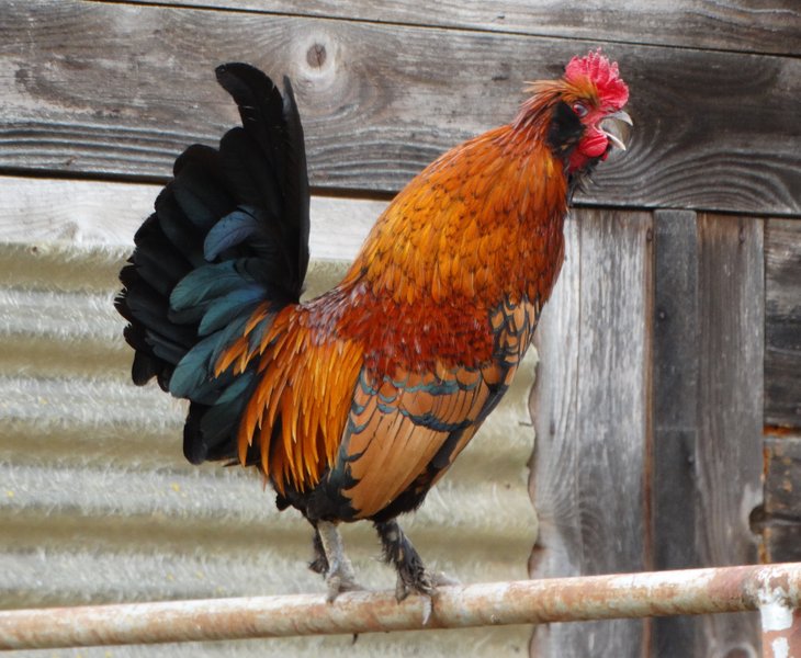 La Bulle des Alpagas : Bulle en Centre (Centre-Val de Loire) – photo 15 sur 16