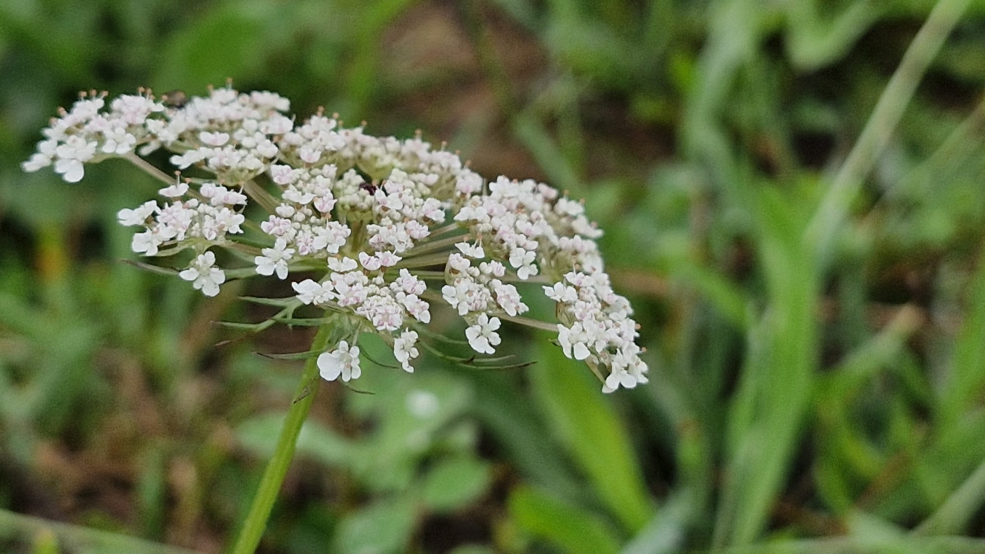 Spiru'bulle Insolite – photo 9 sur 23