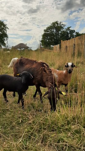 Dôme : Dôme en Pays de la Loire – photo 7 sur 14