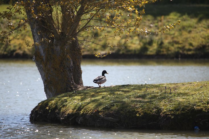 Jungle Dôme : Dôme en Midi-Pyrénées (Occitanie) – photo 7 sur 23